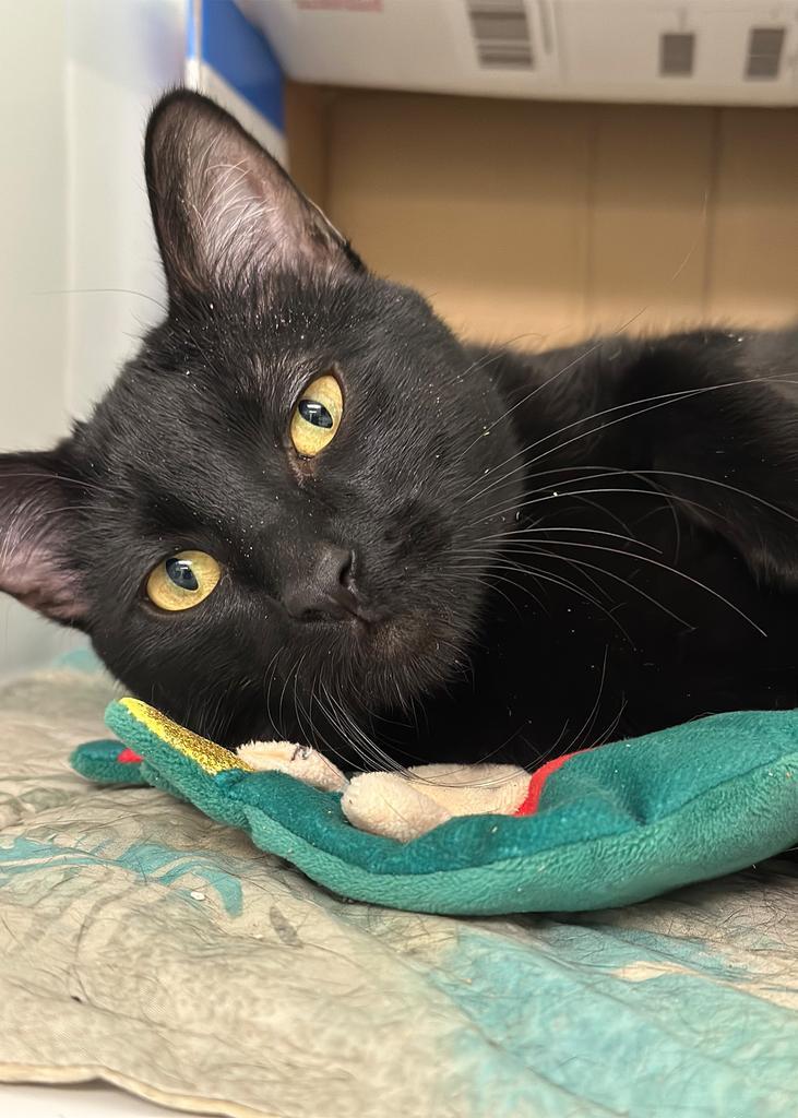 Chase Manhattan, a Adoptable mixed breed in Saint Paul, MN image 4/6