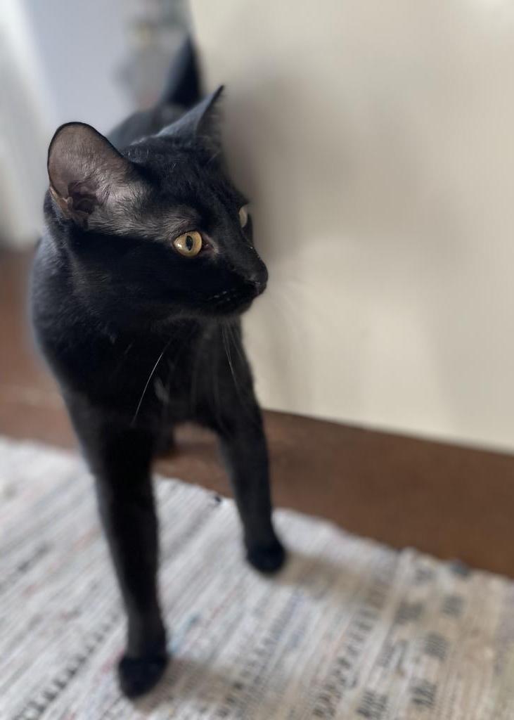 Chase Manhattan, a Adoptable mixed breed in Saint Paul, MN image 5/6