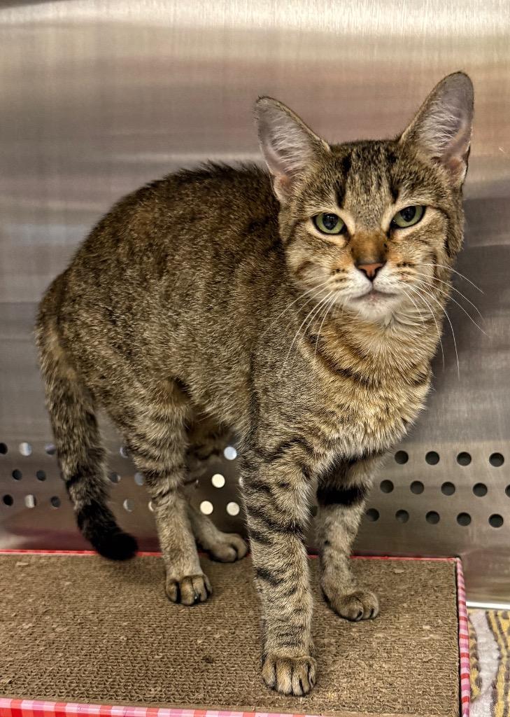 Mamakie, Adoptable, Adult Female Domestic Short Hair.