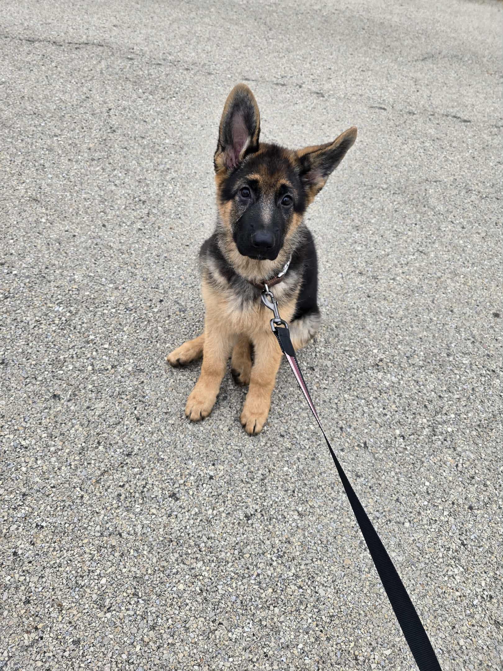 Enlarge Shirley, a Adoptable German Shepherd Dog in Chicago, IL image 1/1