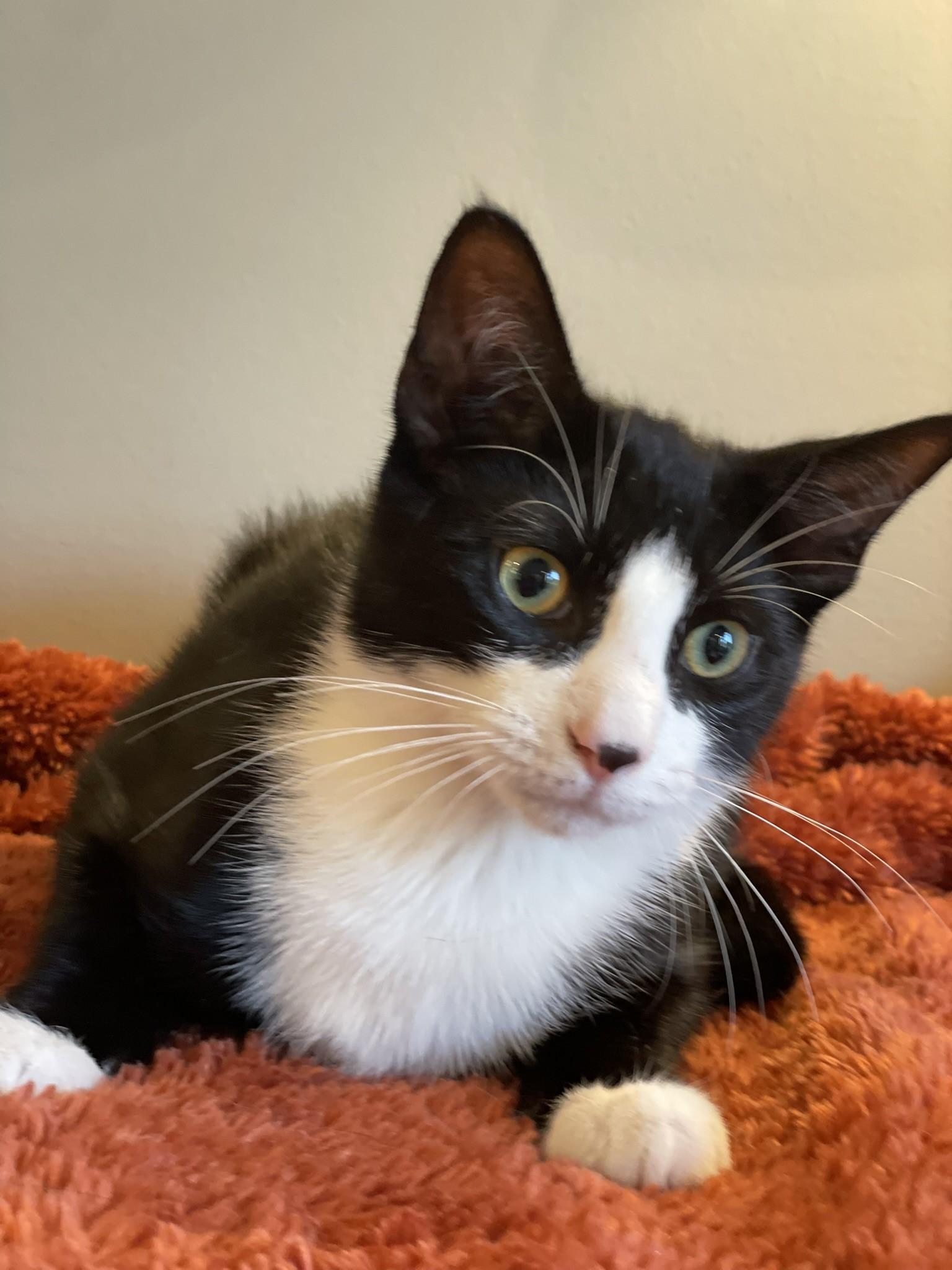 Zeus, a Adoptable Tuxedo in Taylor, MI image 6/6