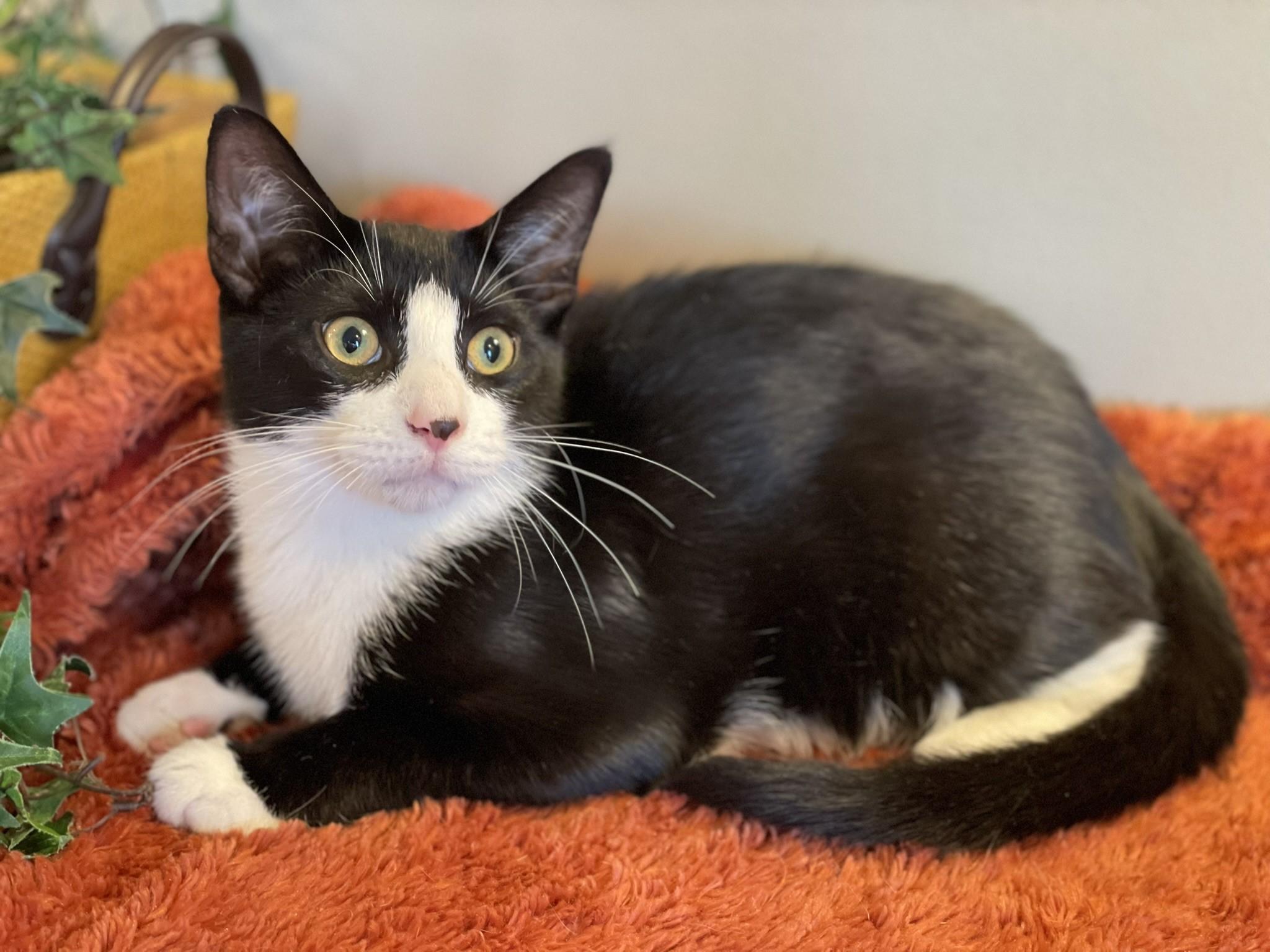 Zeus, a Adoptable Tuxedo in Taylor, MI image 2/6