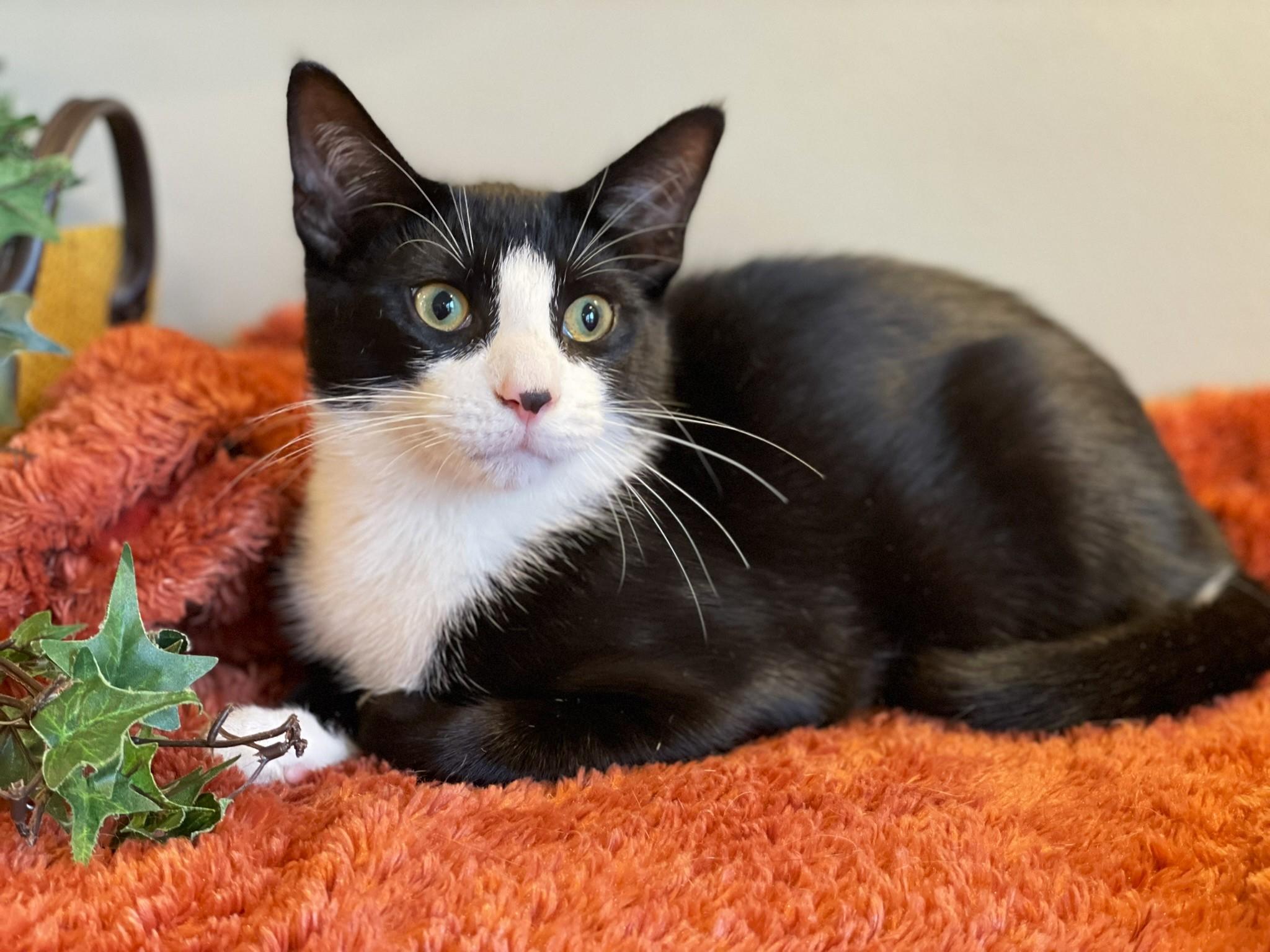 Zeus, a Adoptable Tuxedo in Taylor, MI image 4/6