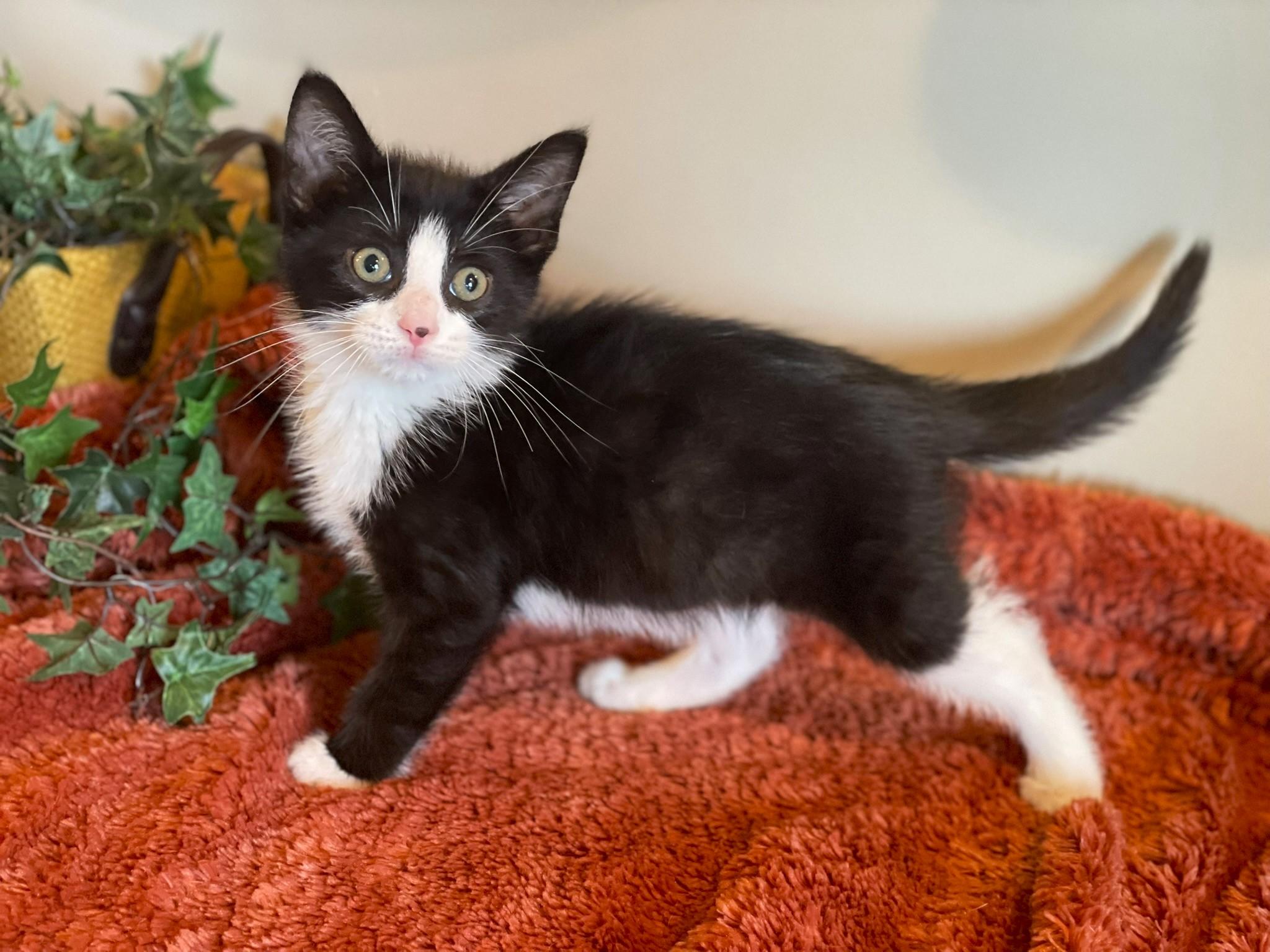Zeus, Adoptable, Young Male Tuxedo.