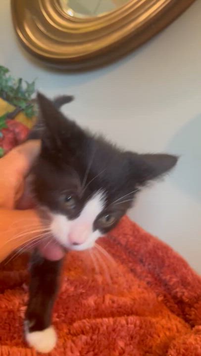 Enlarge Zeus, a Adoptable Tuxedo in Taylor, MI video 5/6
