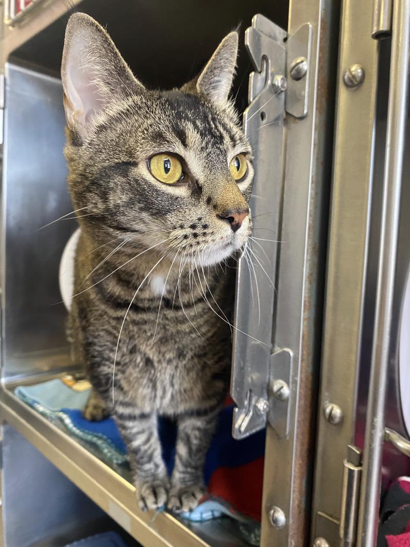 Enlarge Oreo, a Adoptable Domestic Short Hair in Cortland, NY image 1/6