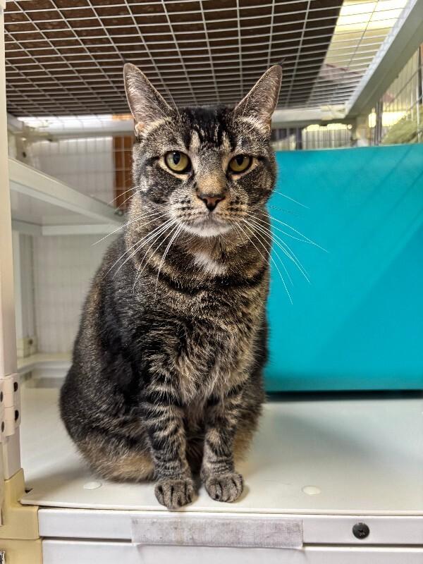 Oreo, a Adoptable Domestic Short Hair in Cortland, NY image 2/6