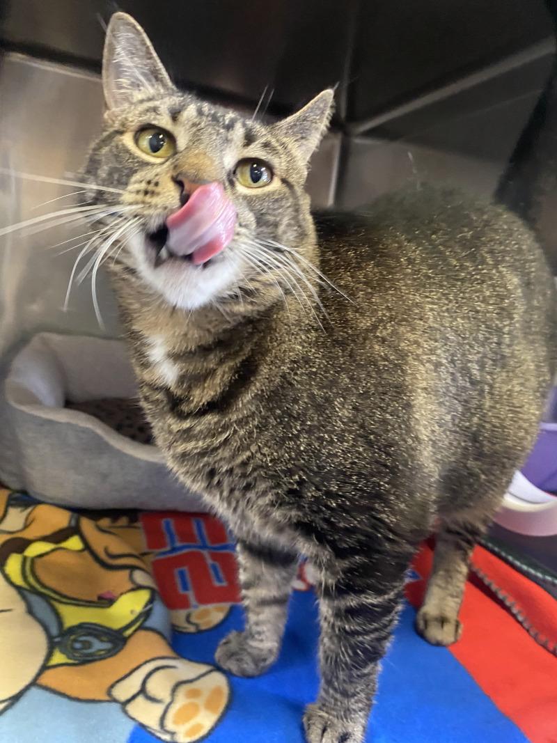 Enlarge Oreo, a Adoptable Domestic Short Hair in Cortland, NY image 2/6