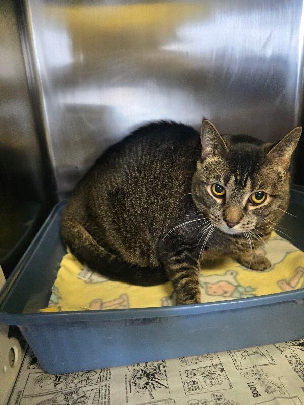 Enlarge Oreo, a Adoptable Domestic Short Hair in Cortland, NY image 3/6