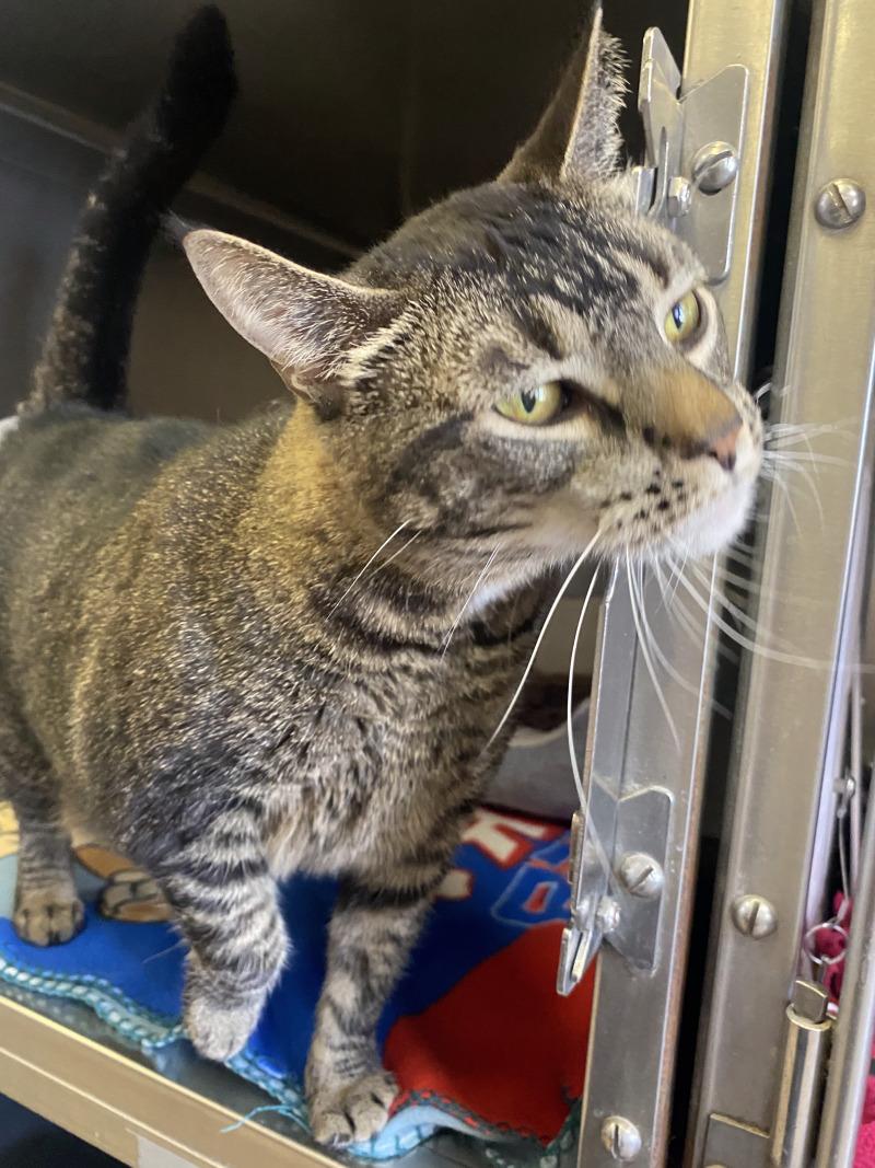 Enlarge Oreo, a Adoptable Domestic Short Hair in Cortland, NY image 4/6