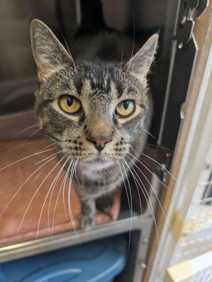 Enlarge Oreo, a Adoptable Domestic Short Hair in Cortland, NY image 4/5