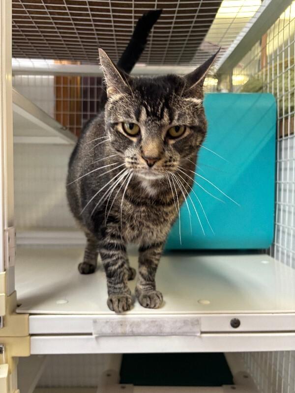 Oreo, a Adoptable Domestic Short Hair in Cortland, NY image 6/6