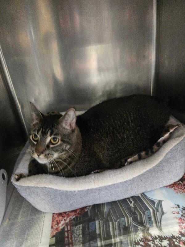 Enlarge Oreo, a Adoptable Domestic Short Hair in Cortland, NY image 6/6