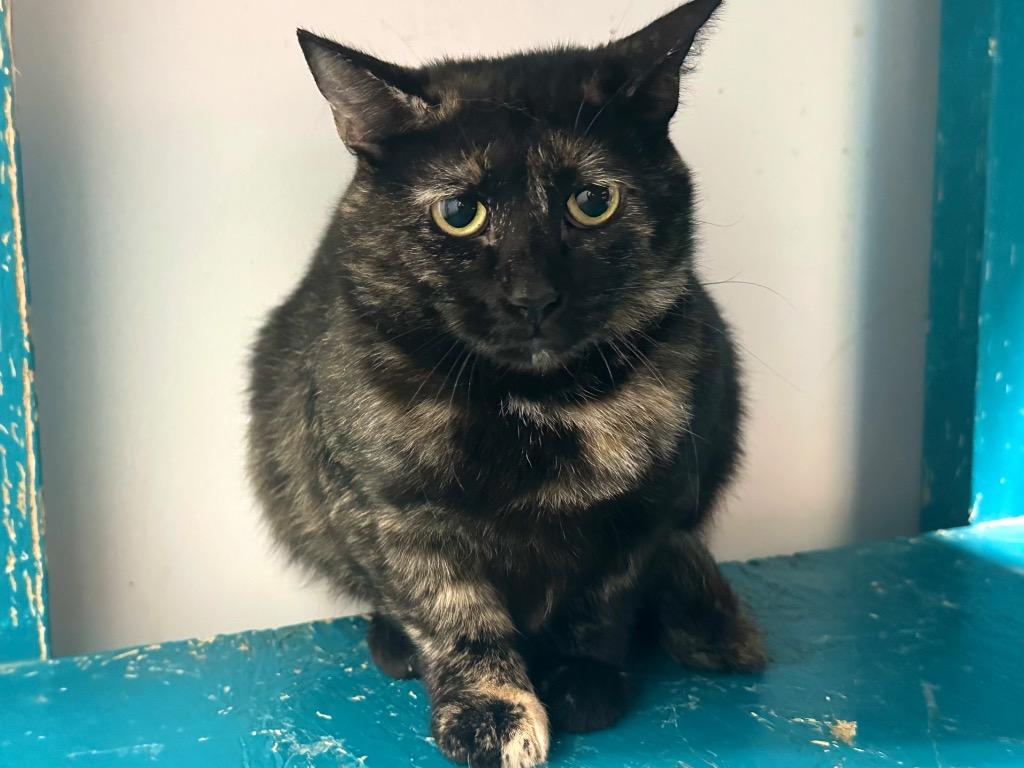 Atia, a Adoptable Dilute Tortoiseshell in Powell, OH image 3/3