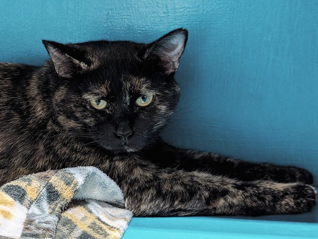 Enlarge Atia, a Adoptable Dilute Tortoiseshell in Powell, OH image 2/3