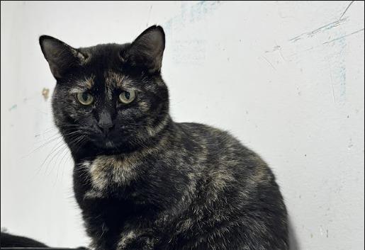 Enlarge Atia, a Adoptable Dilute Tortoiseshell in Powell, OH image 3/3