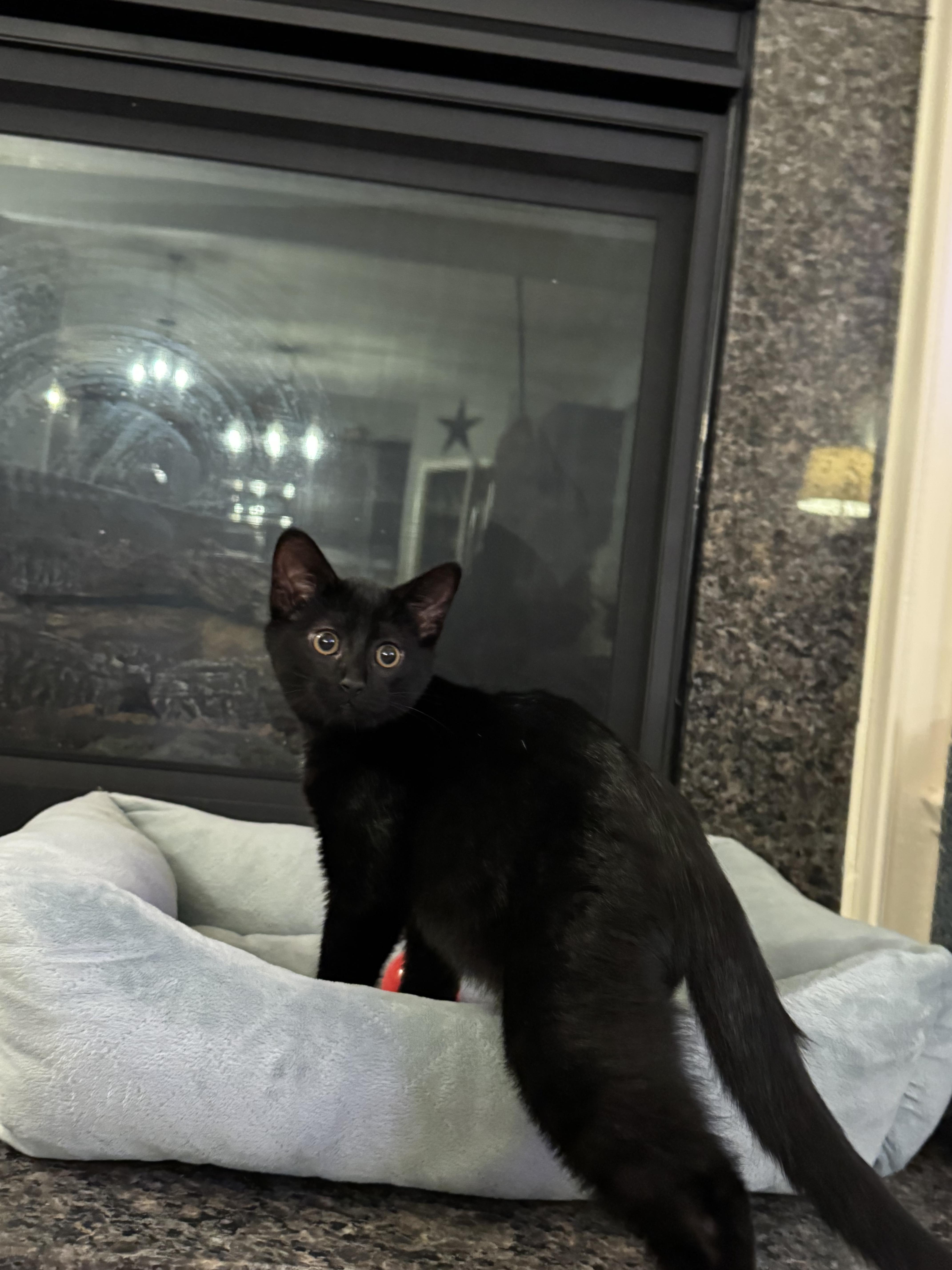 Cortland (brothers are Macintosh & Braeburn), a Adoptable Domestic Short Hair in Brighton, MI image 4/4