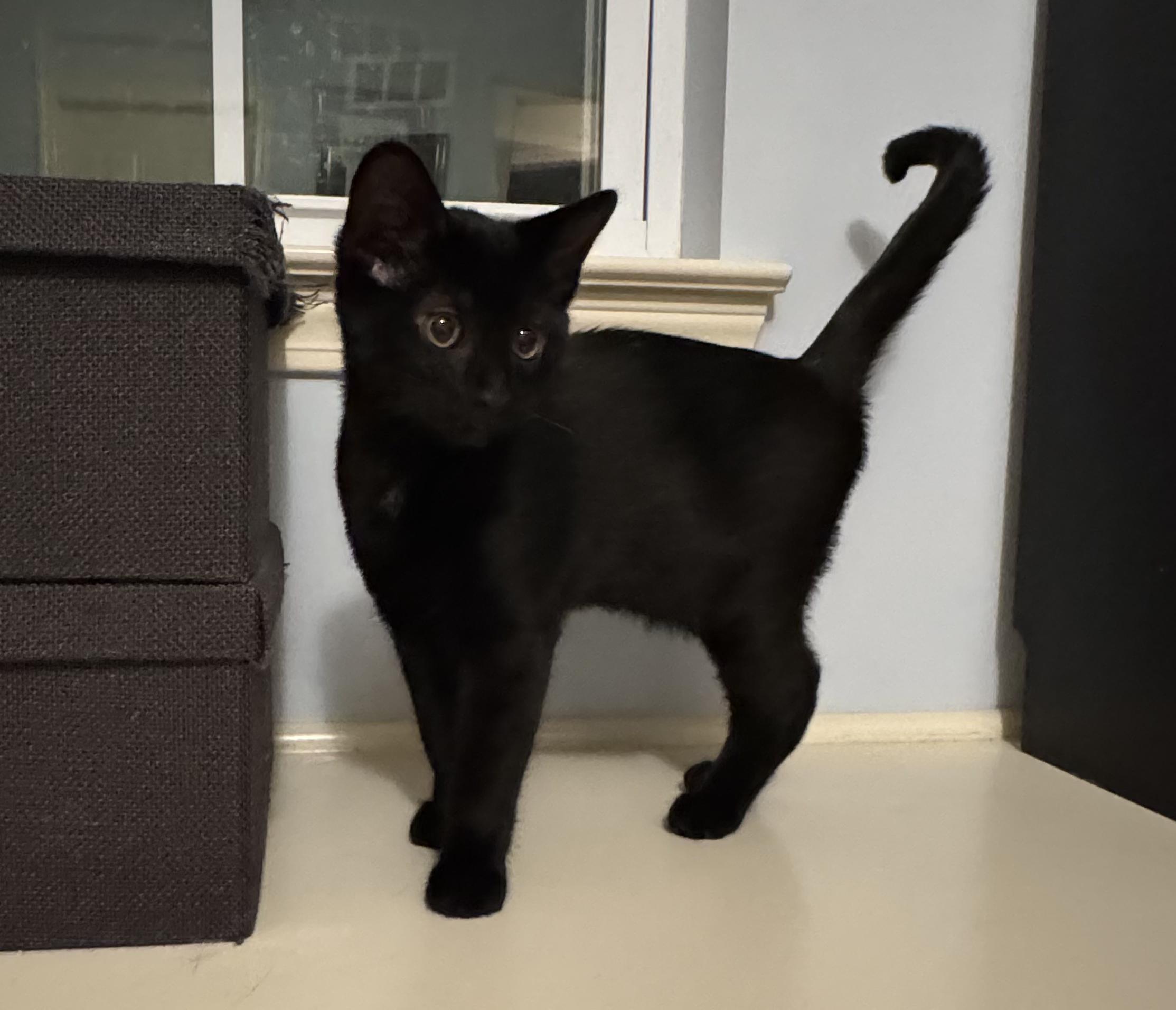 Cortland (brothers are Macintosh & Braeburn), a Adoptable Domestic Short Hair in Brighton, MI image 2/4