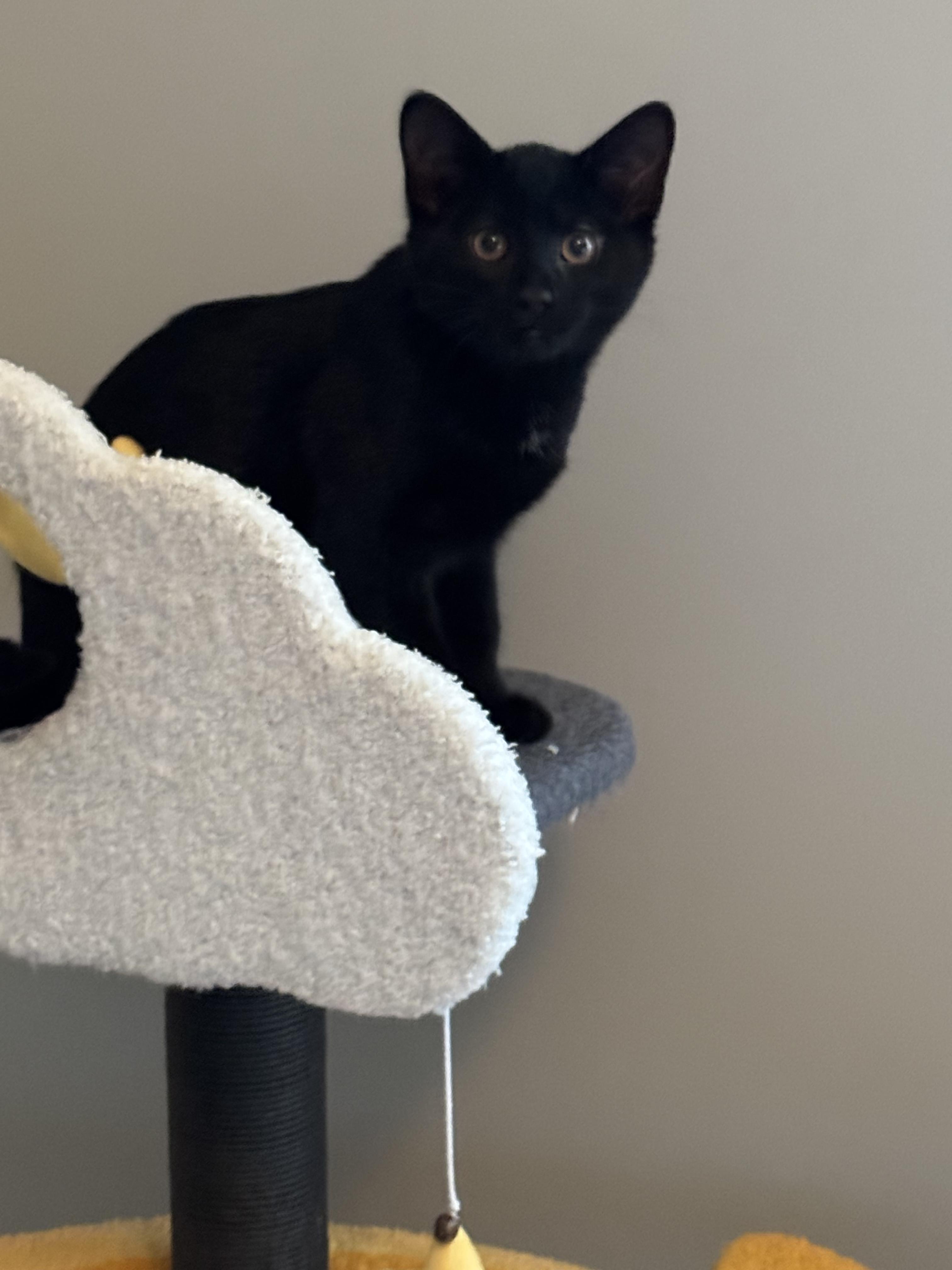 Cortland (brothers are Macintosh & Braeburn), a Adoptable Domestic Short Hair in Brighton, MI image 3/4