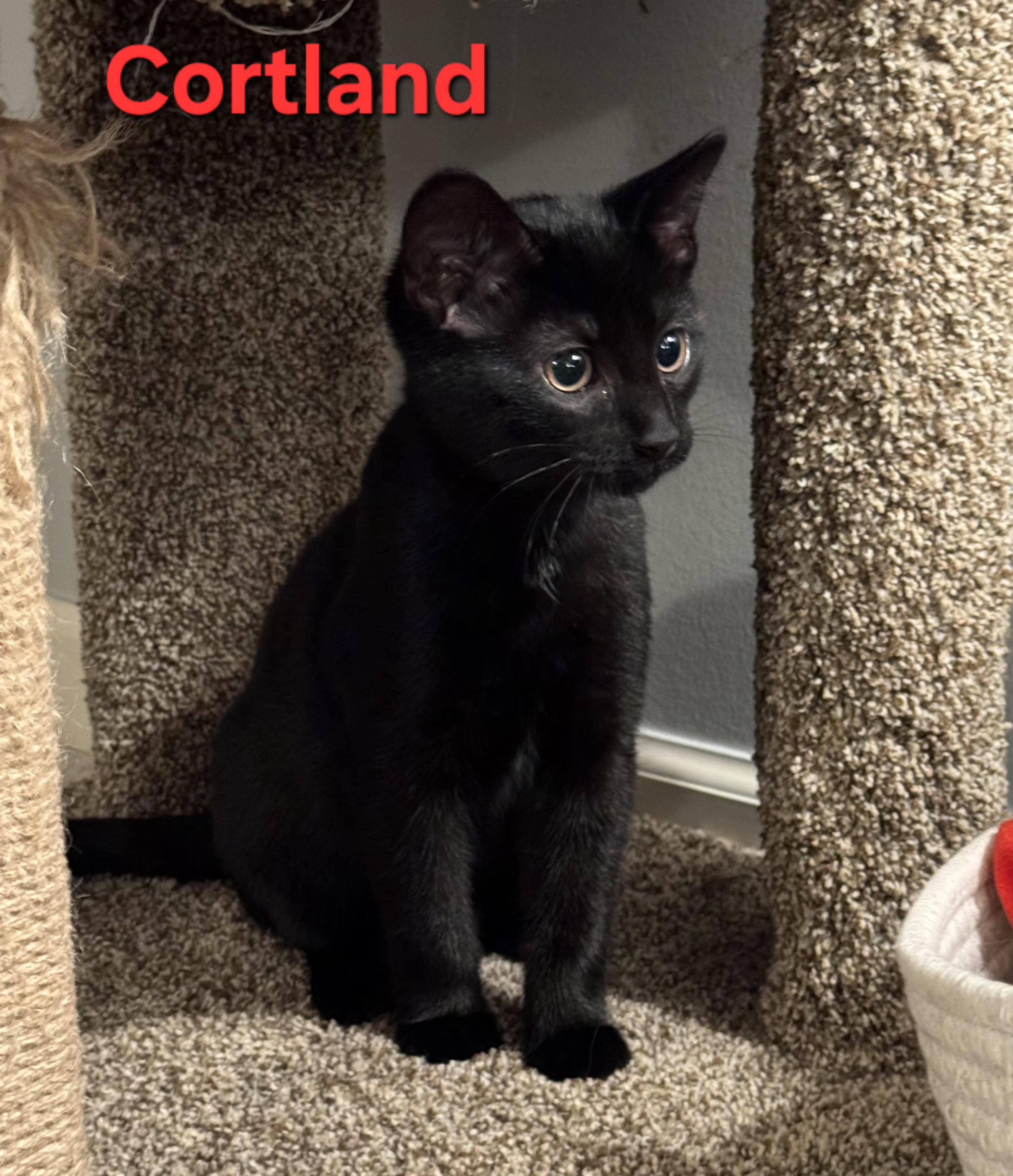 Cortland (brothers are Macintosh & Braeburn)