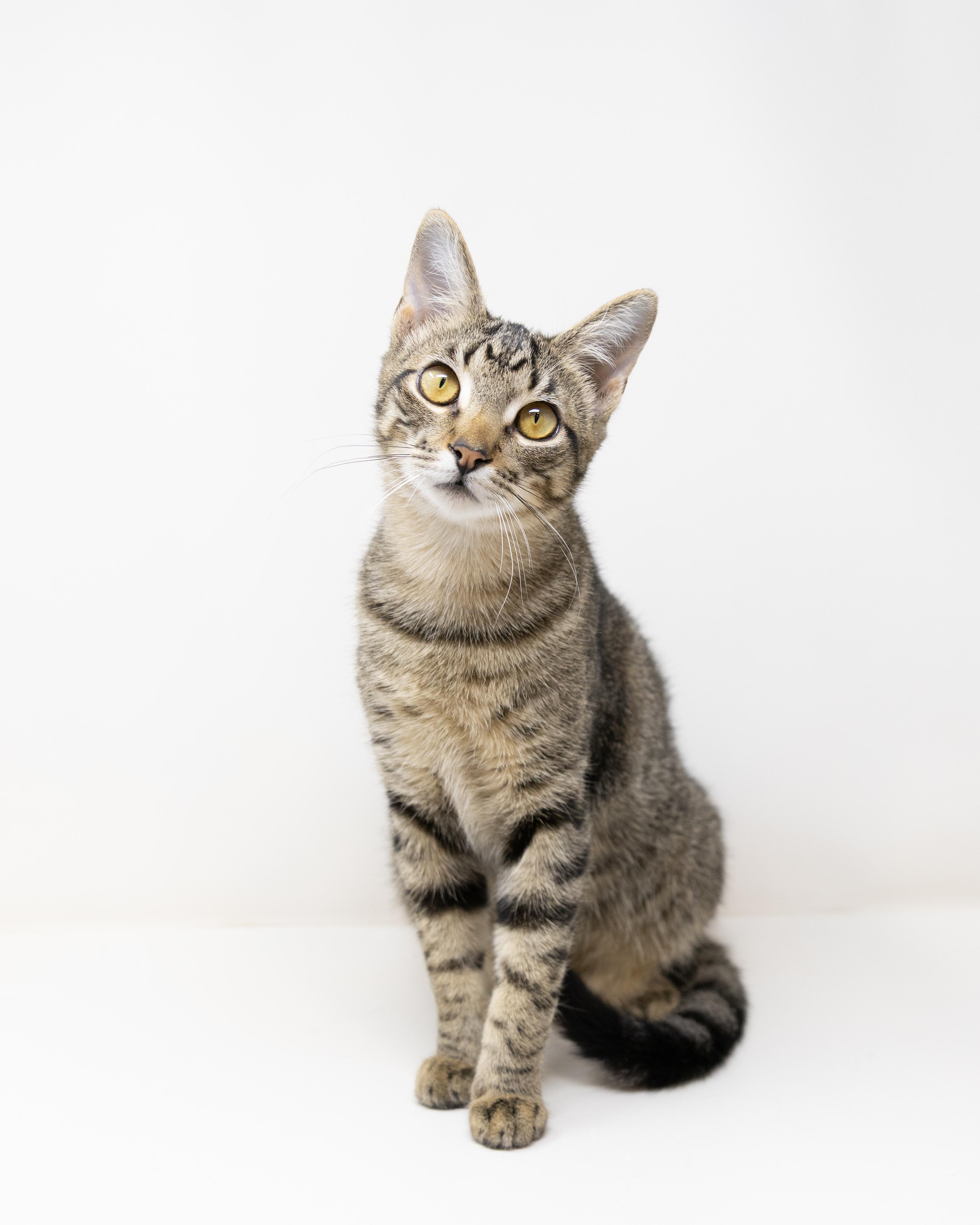 Woody - good with kids & dogs!, a Adoptable Tabby in Rhome, TX image 1/6