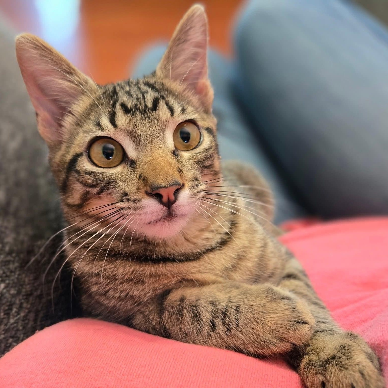 Woody - good with kids & dogs!, Adoptable, Young Male Tabby.
