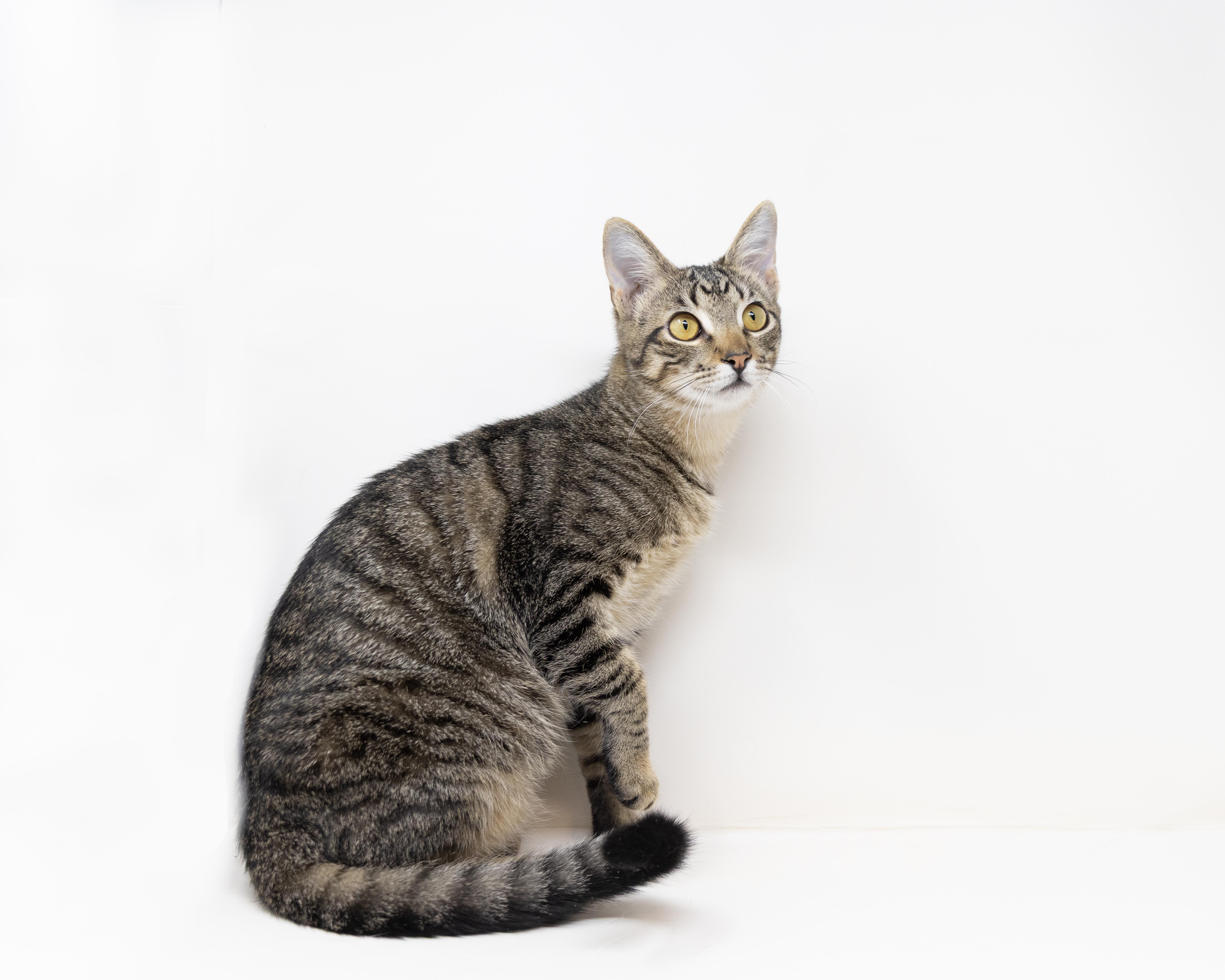 Woody - good with kids & dogs!, a Adoptable Tabby in Rhome, TX image 3/6