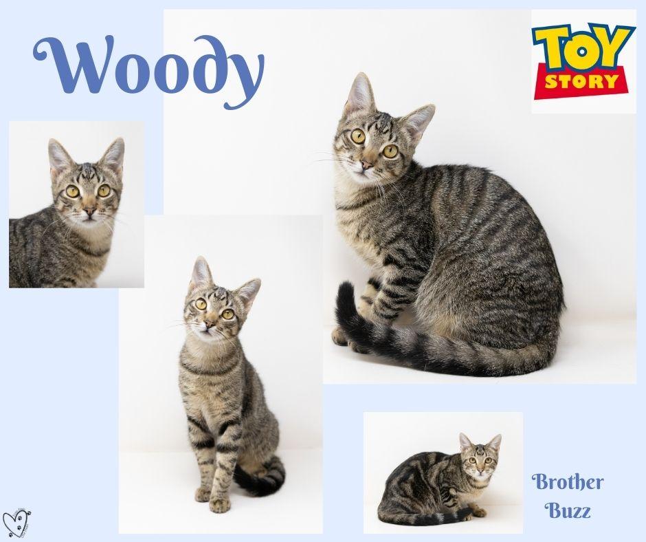 Woody - good with kids & dogs!, a Adoptable Tabby in Rhome, TX image 4/6