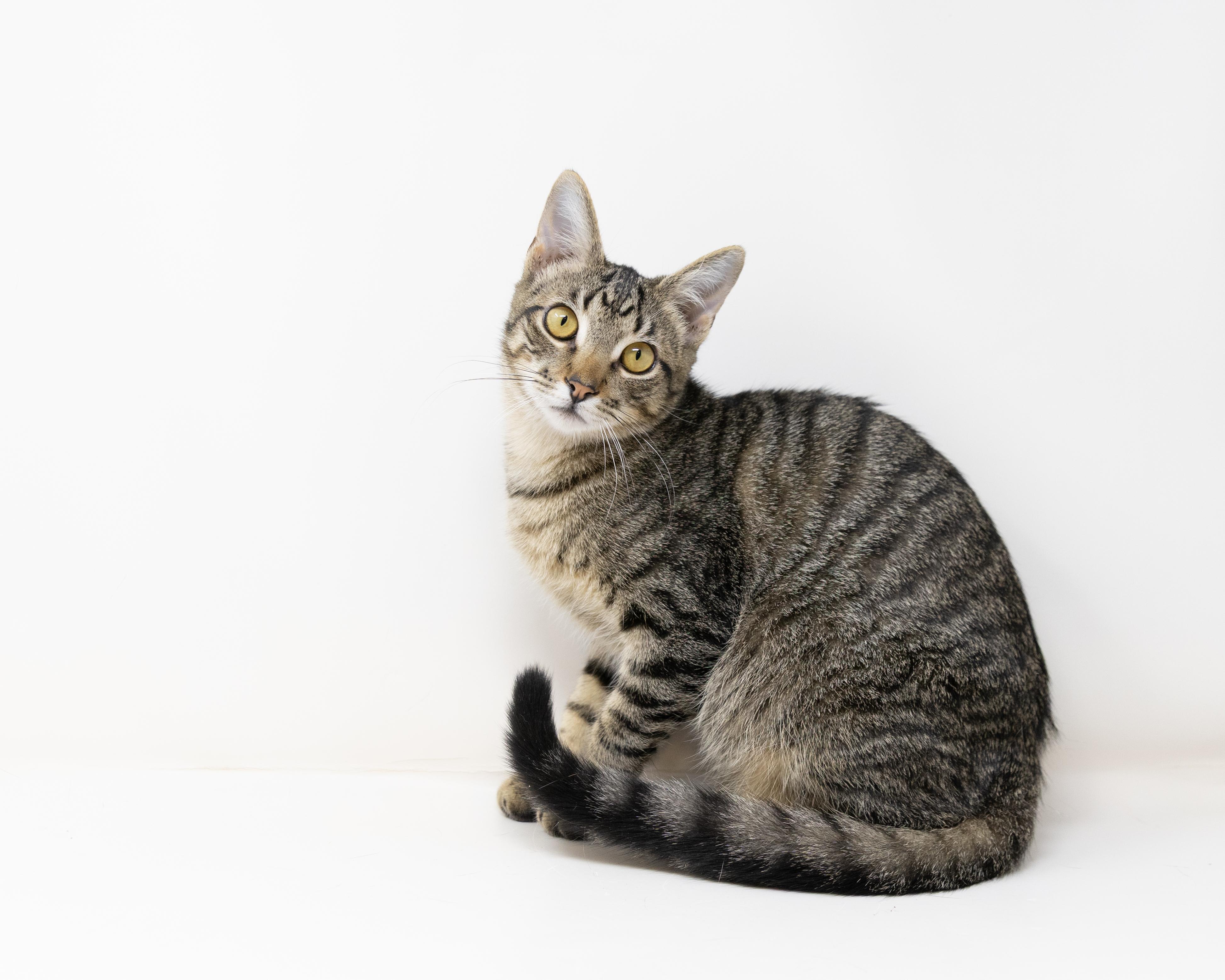 Woody - good with kids & dogs!, a Adoptable Tabby in Rhome, TX image 2/6