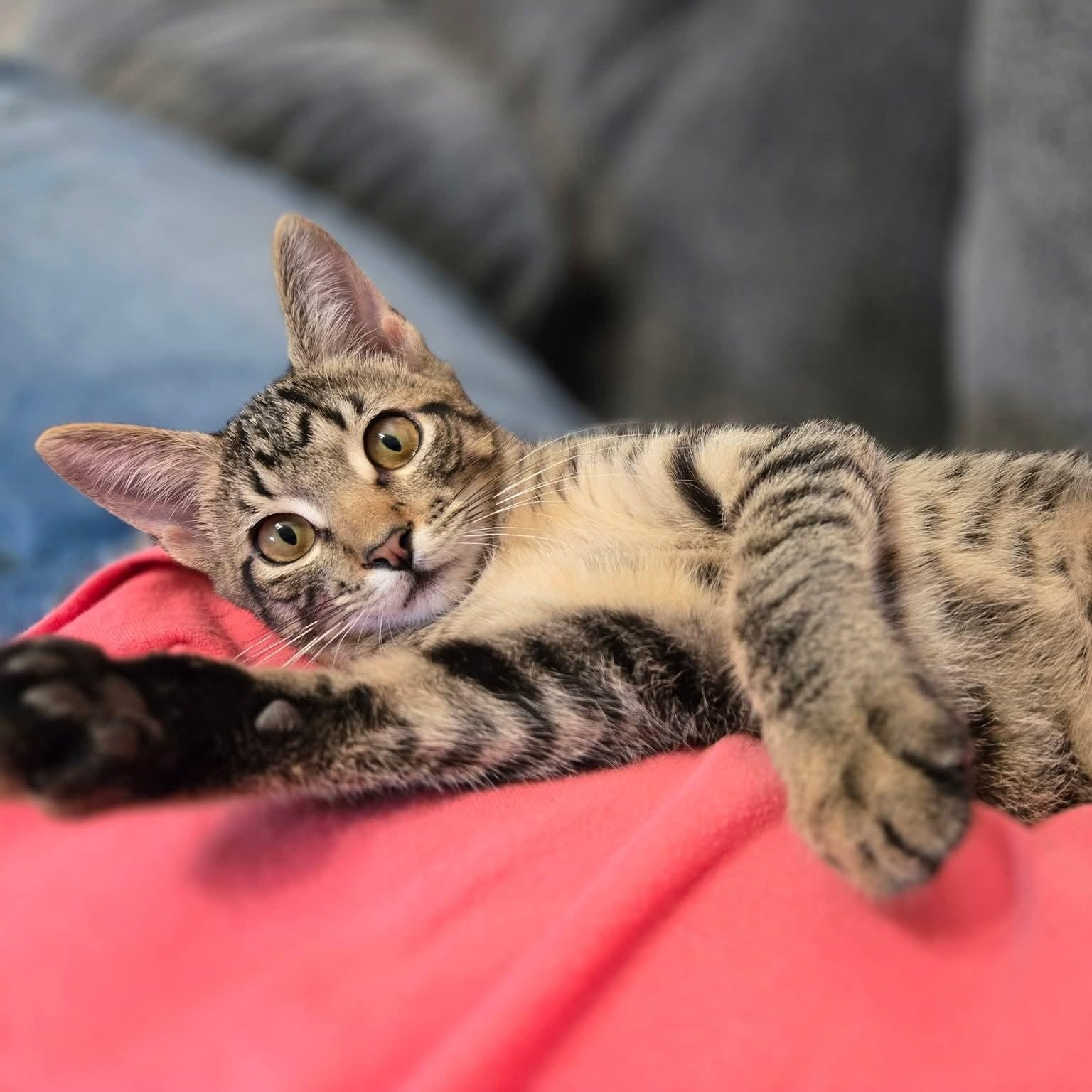 Woody - good with kids & dogs!, a Adoptable Tabby in Rhome, TX image 6/6