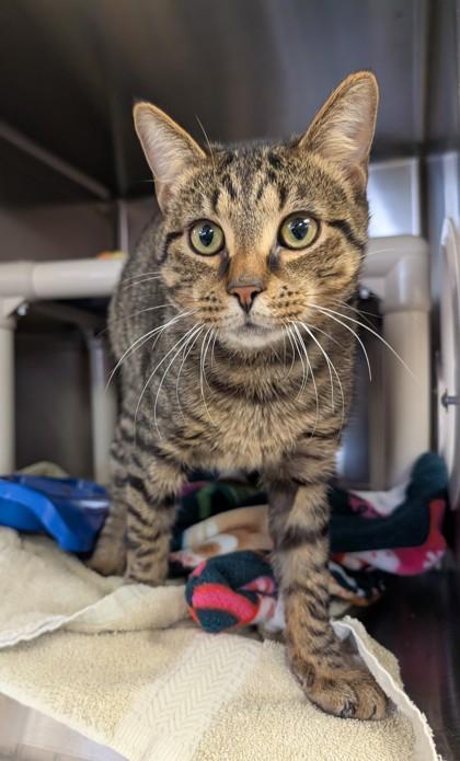 Jerry, a Adoptable mixed breed in Rochester Hills, MI image 1/3