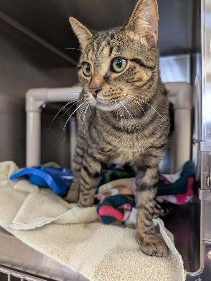 Jerry, a Adoptable mixed breed in Rochester Hills, MI image 2/3