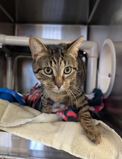 Jerry, a Adoptable mixed breed in Rochester Hills, MI image 3/3