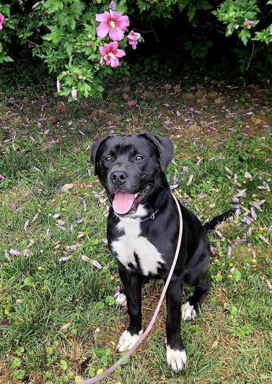 Stanley, ADOPTABLE, Young Male Pit Bull Terrier & Labrador Retriever.