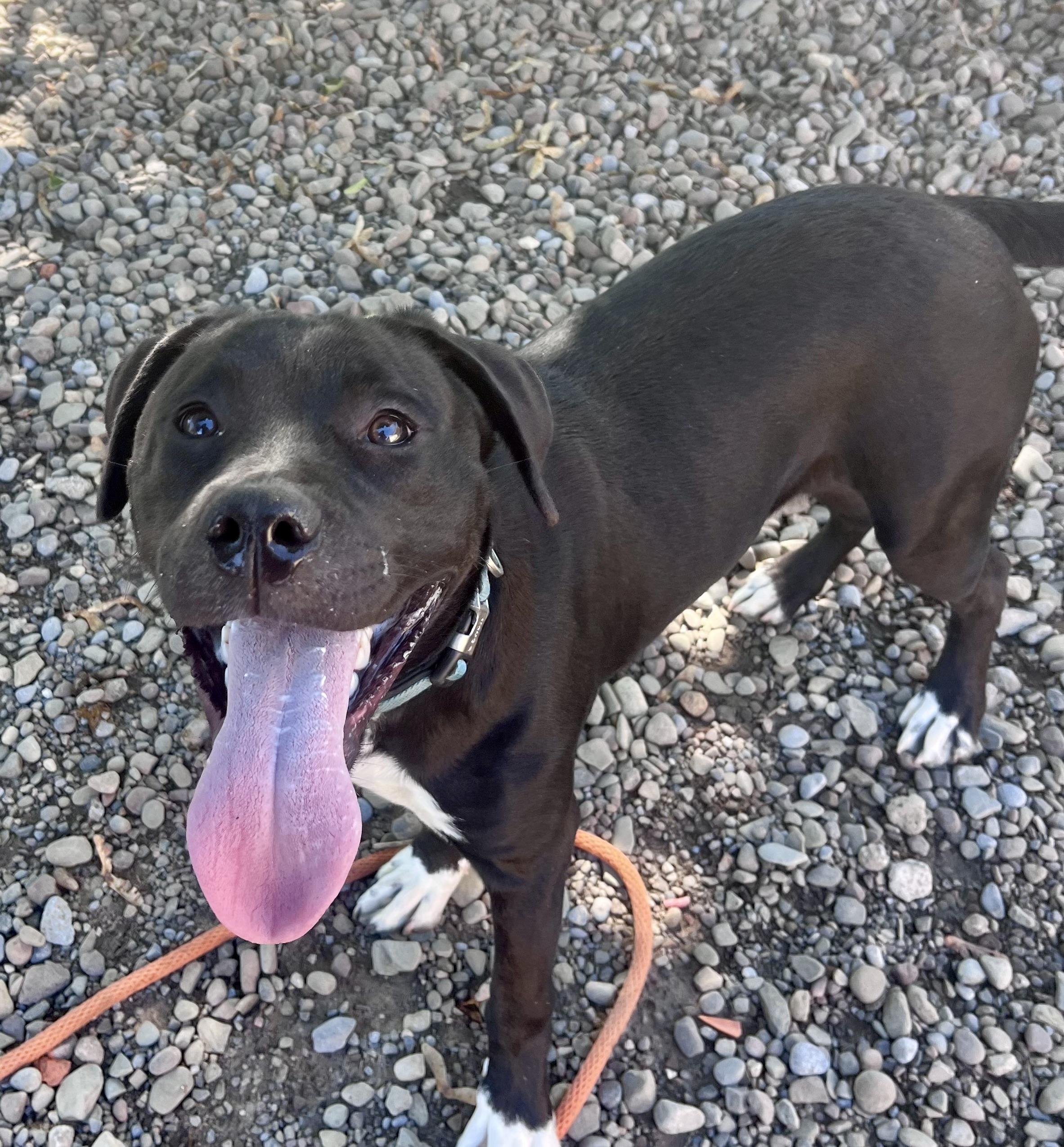 Enlarge Stanley, a ADOPTABLE mixed breed in Buffalo, NY image 1/6