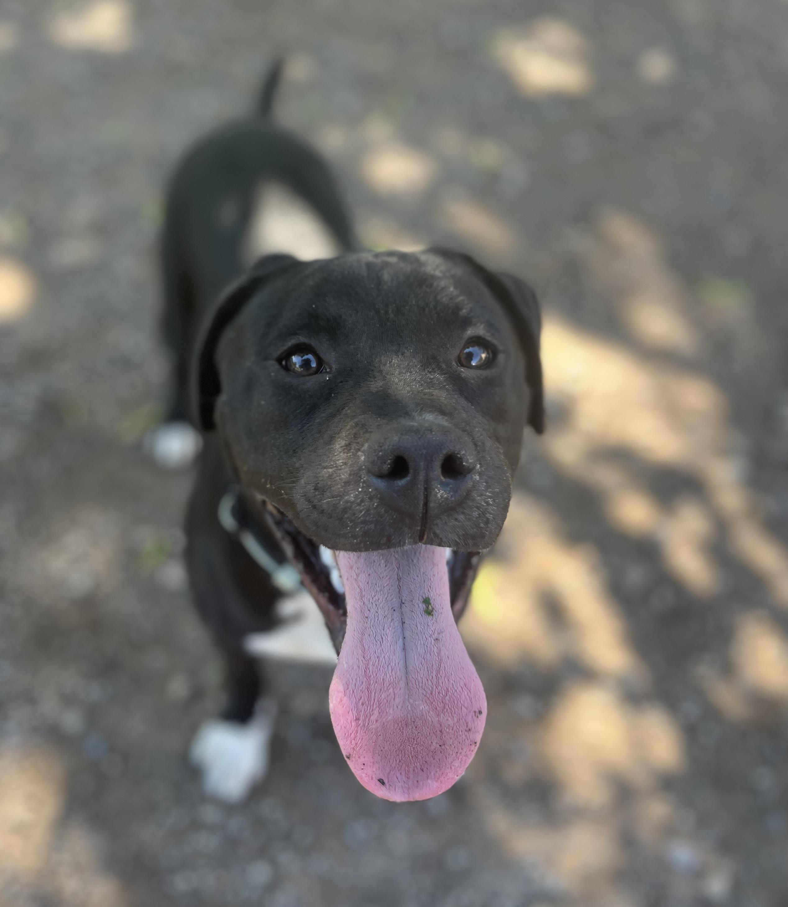 Enlarge Stanley, a ADOPTABLE mixed breed in Buffalo, NY image 5/6
