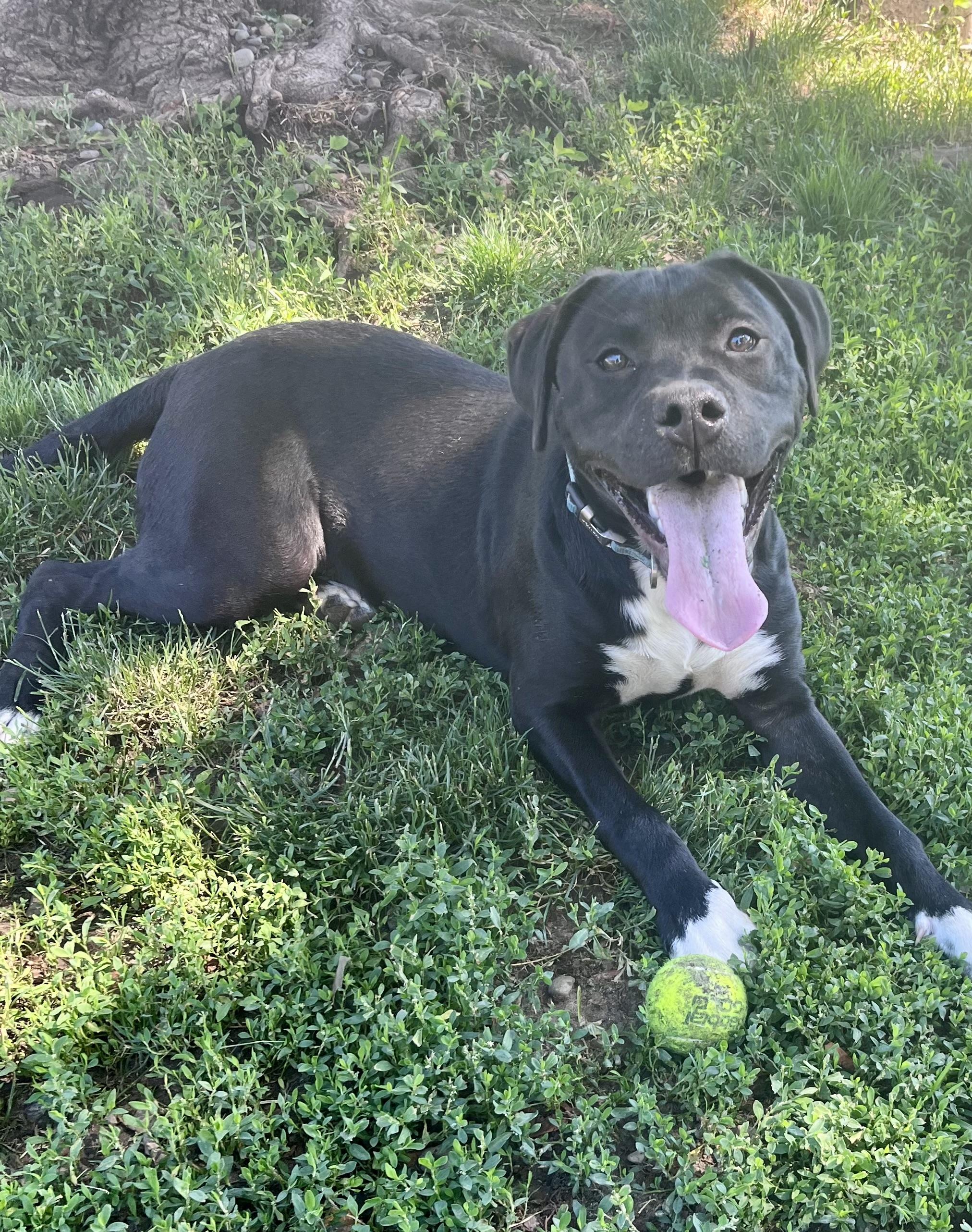 Enlarge Stanley, a ADOPTABLE mixed breed in Buffalo, NY image 4/6