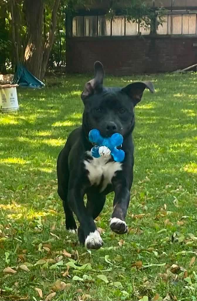 Stanley, a ADOPTABLE mixed breed in Buffalo, NY image 6/6