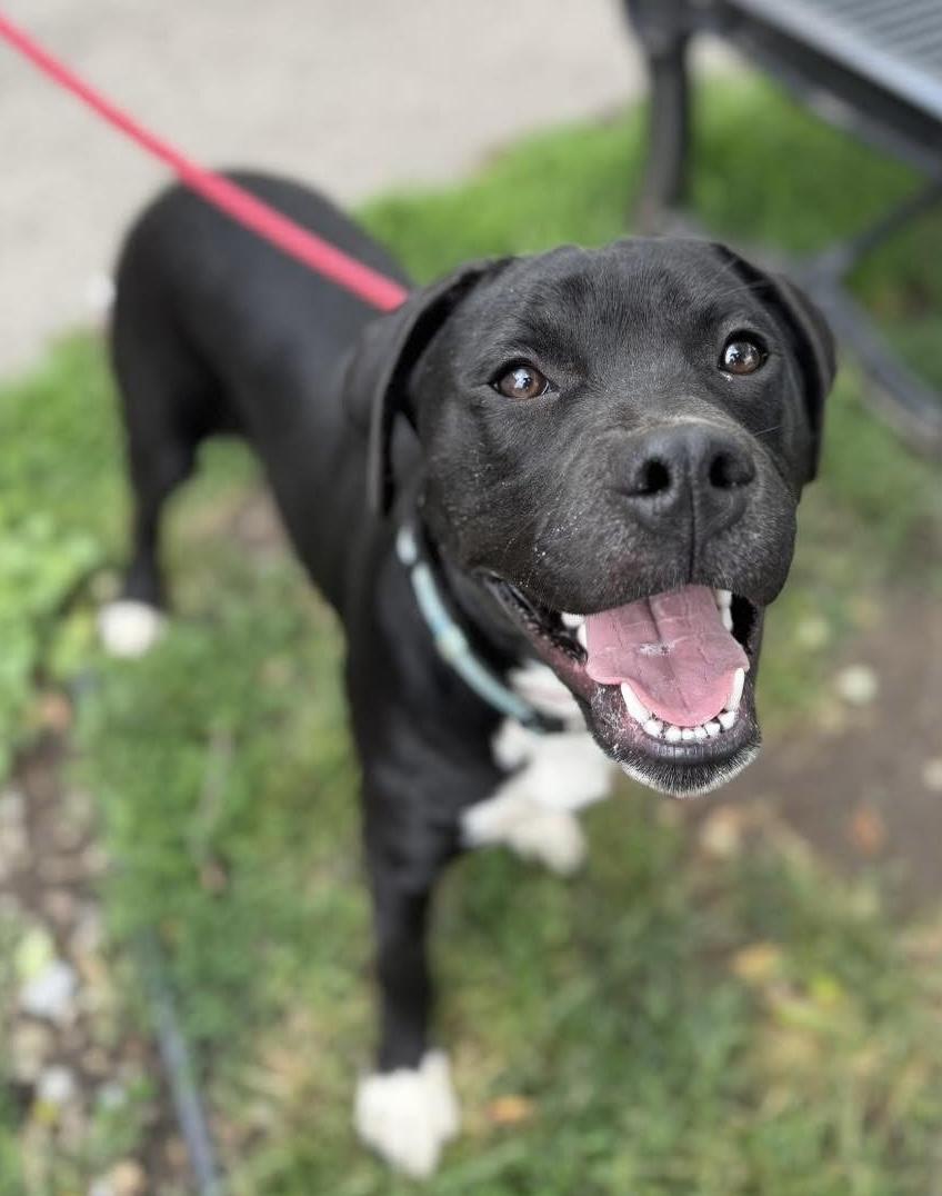 Enlarge Stanley, a ADOPTABLE mixed breed in Buffalo, NY image 6/6
