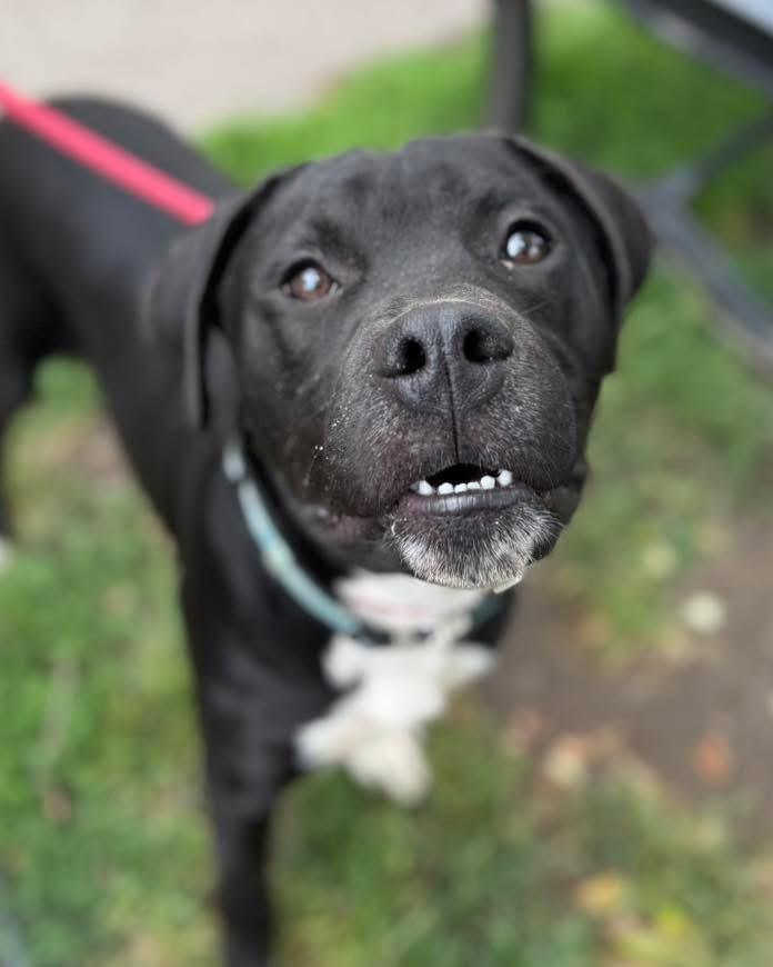 Enlarge Stanley, a ADOPTABLE mixed breed in Buffalo, NY image 3/6
