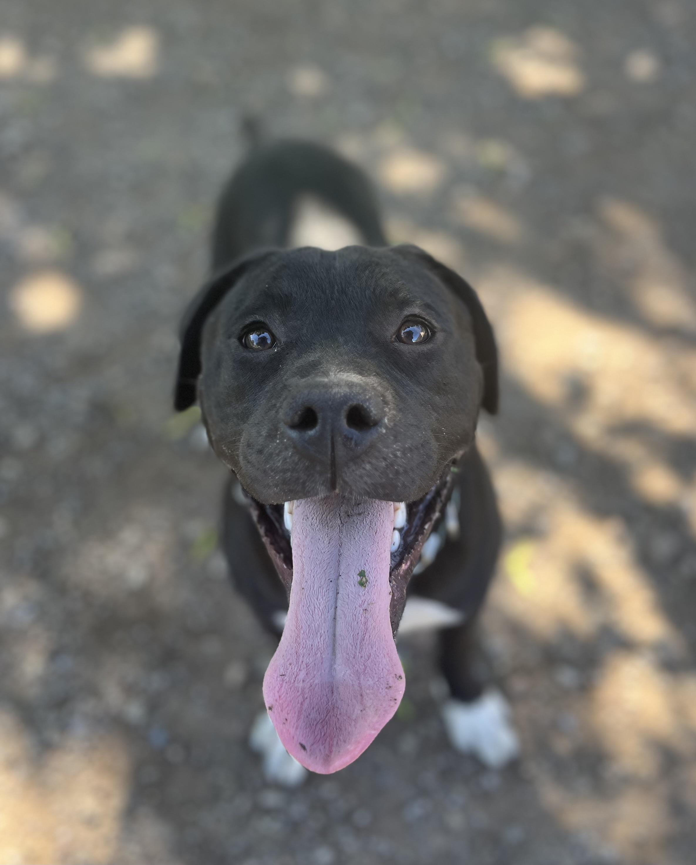 Enlarge Stanley, a ADOPTABLE mixed breed in Buffalo, NY image 2/6