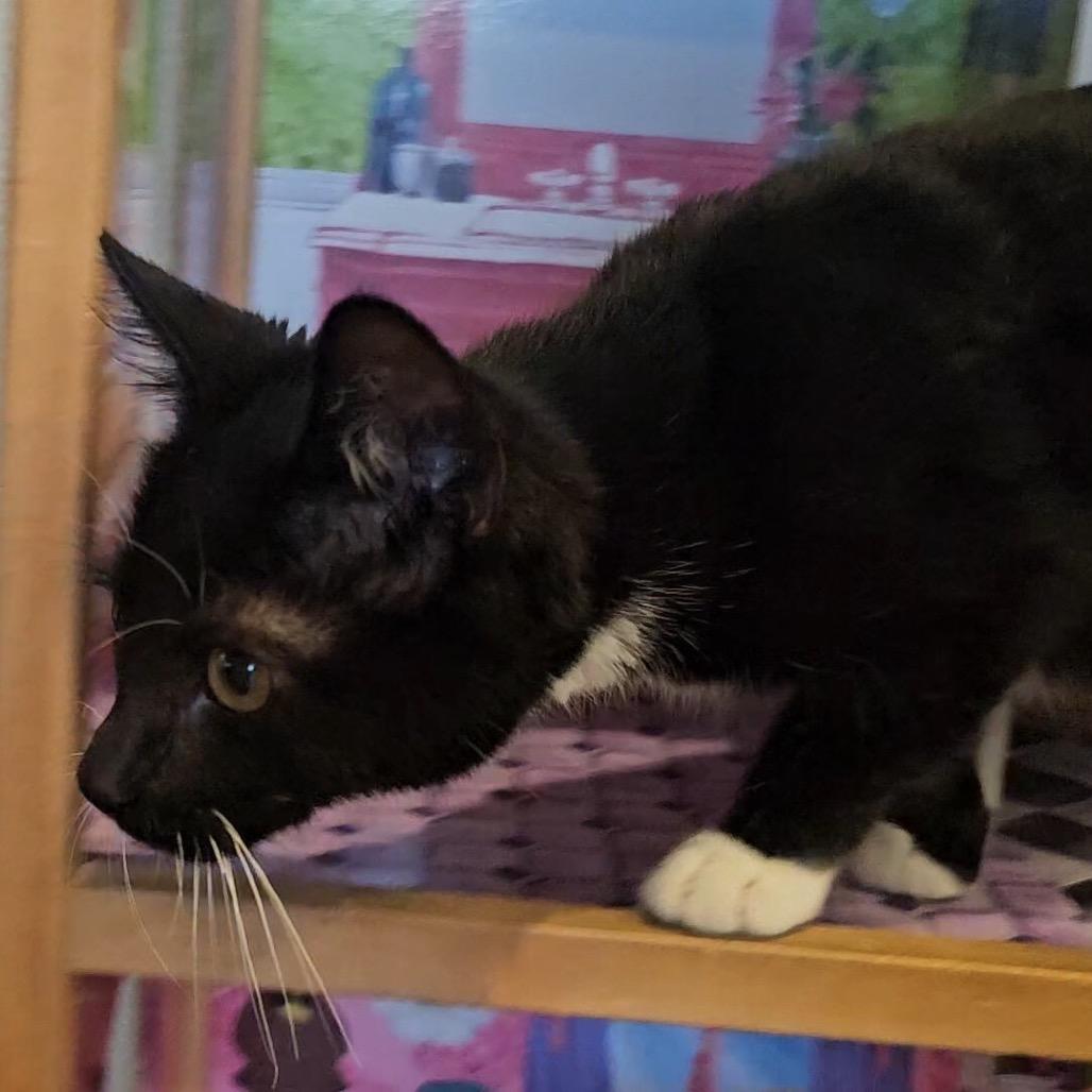 Boots, Adoptable, Kitten Male Domestic Short Hair.