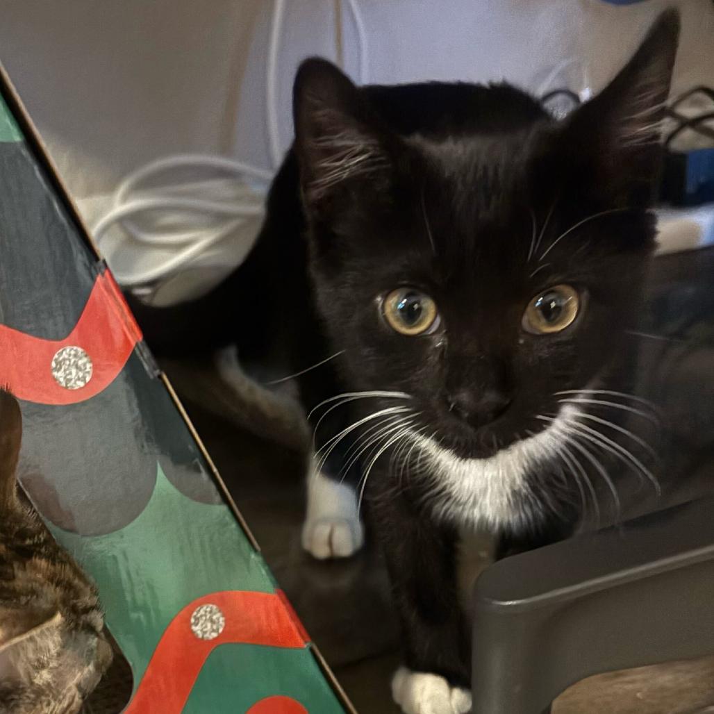Enlarge Boots, a Adoptable Domestic Short Hair in Escondido, CA image 2/5