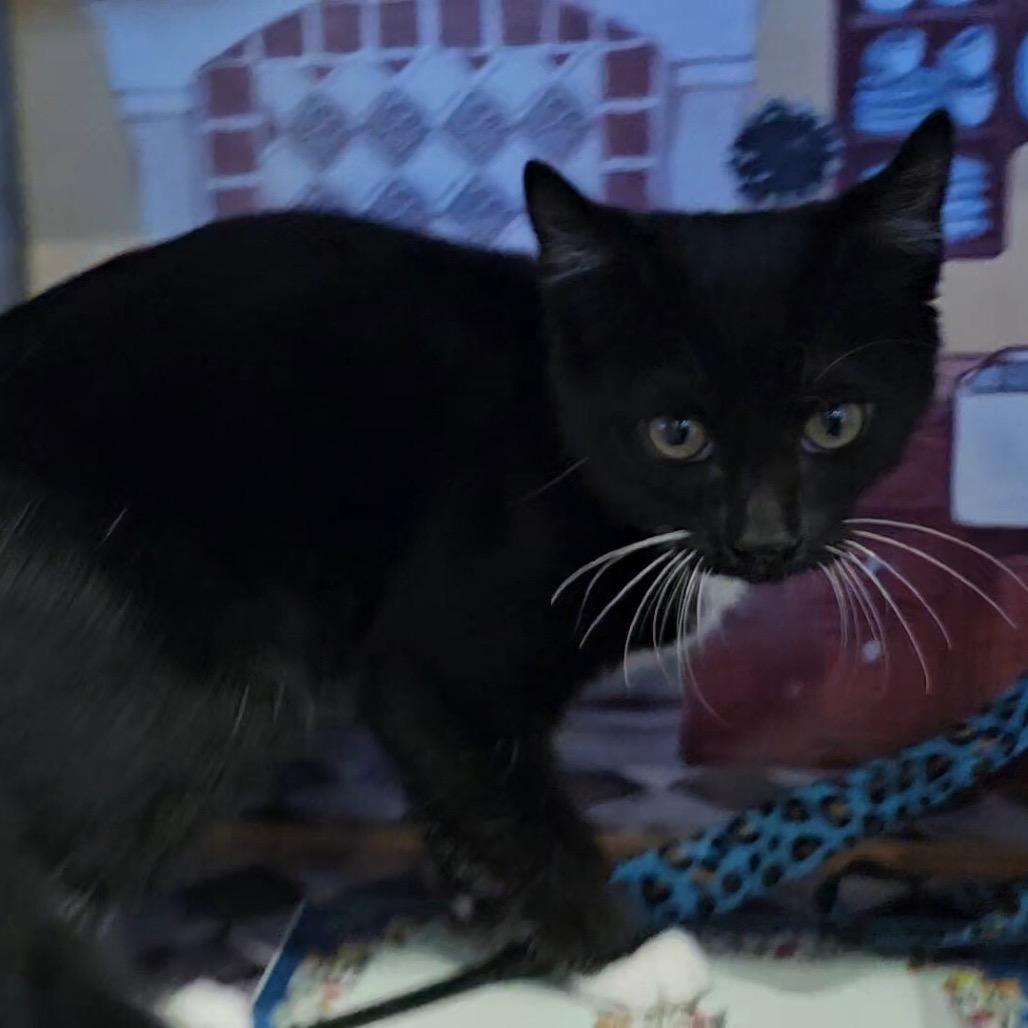 Enlarge Boots, a Adoptable Domestic Short Hair in Escondido, CA image 4/5