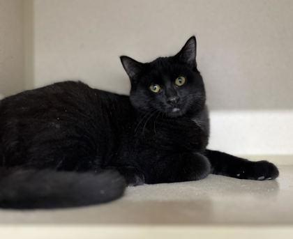 Viper, Adoptable, Kitten Male Domestic Short Hair & Domestic Short Hair.