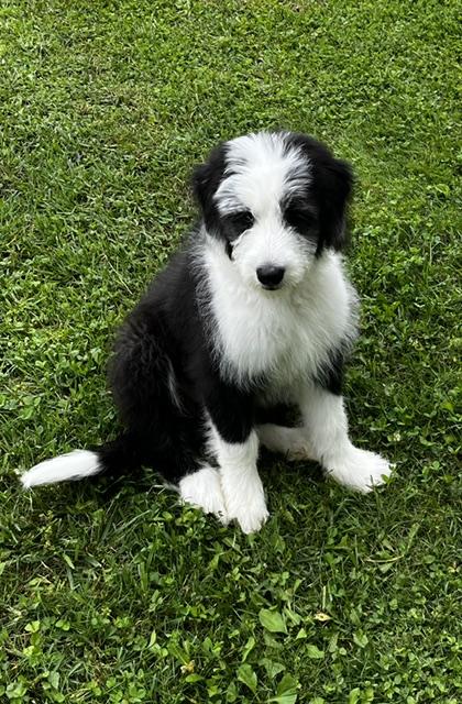 Cuddles, ADOPTABLE, Puppy Female Bearded Collie.