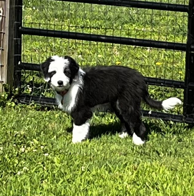 Enlarge Cuddles, a ADOPTABLE Bearded Collie in Cordova, TN image 5/5