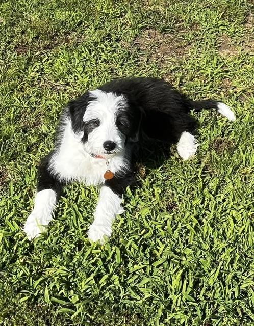 Enlarge Cuddles, a ADOPTABLE Bearded Collie in Cordova, TN image 4/5