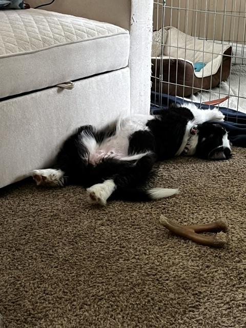 Enlarge Cuddles, a ADOPTABLE Bearded Collie in Cordova, TN image 3/5