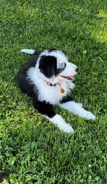Enlarge Cuddles, a ADOPTABLE Bearded Collie in Cordova, TN image 2/5